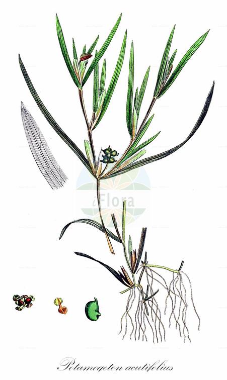 Potamogeton acutifolius