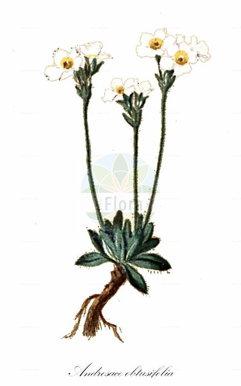 Androsace obtusifolia
