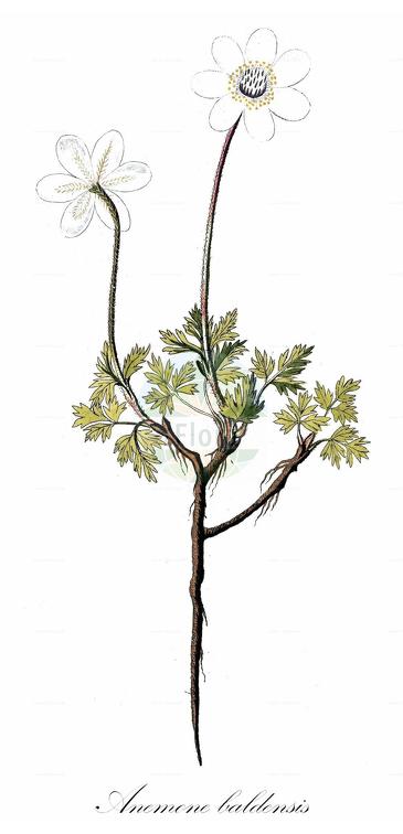 Anemone baldensis