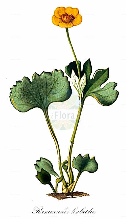 Ranunculus hybridus