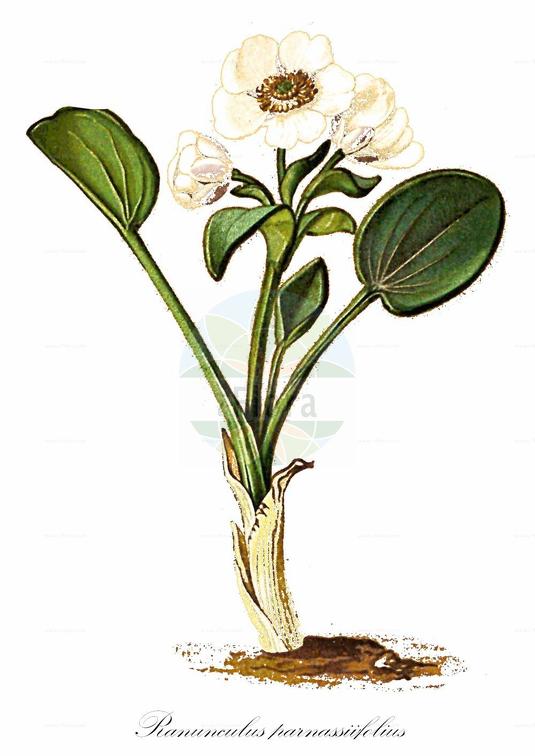 Ranunculus parnassiifolius