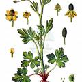 Ranunculus sceleratus