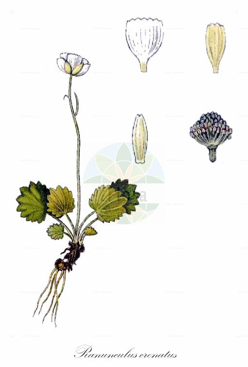 Ranunculus crenatus