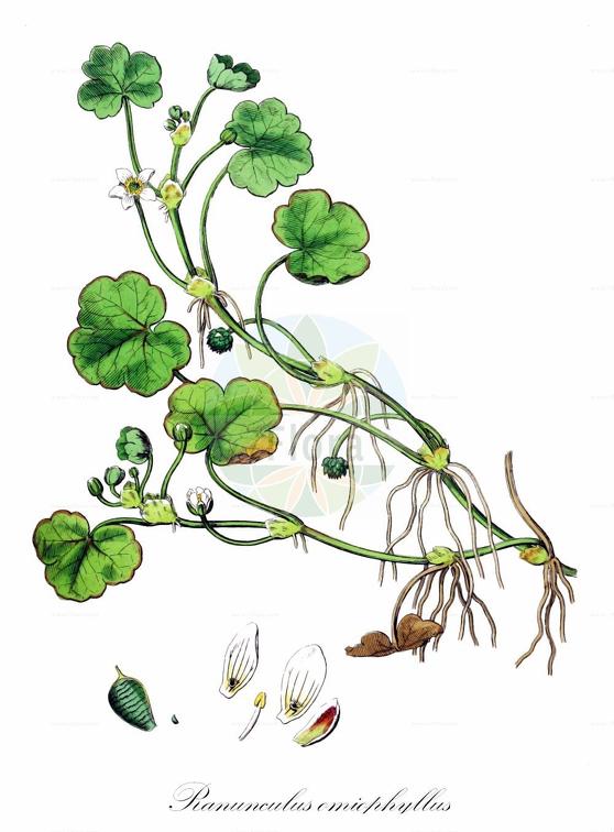 Ranunculus omiophyllus
