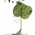 Ranunculus thora