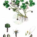 Ranunculus tripartitus