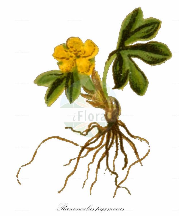 Ranunculus pygmaeus