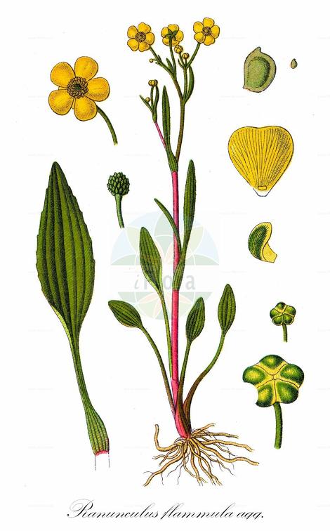 Ranunculus flammula agg.