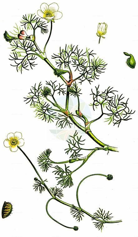 Ranunculus circinatus