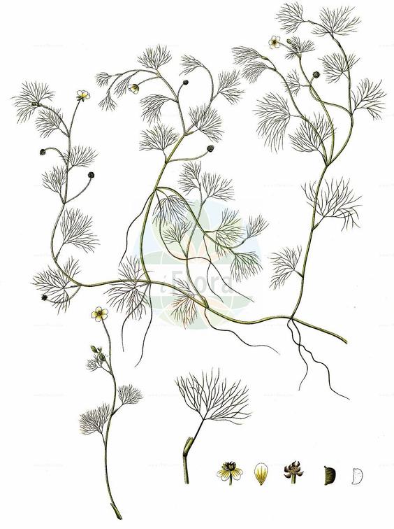 Ranunculus aquatilis agg.