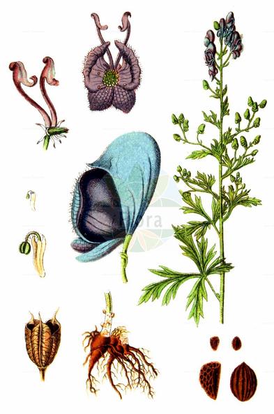 Aconitum napellus subsp. lusitanicum