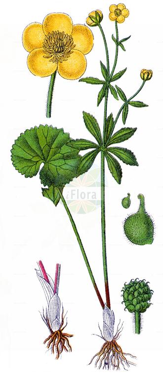 Ranunculus allemannii