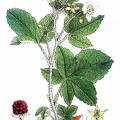 Rubus sect. Corylifolii