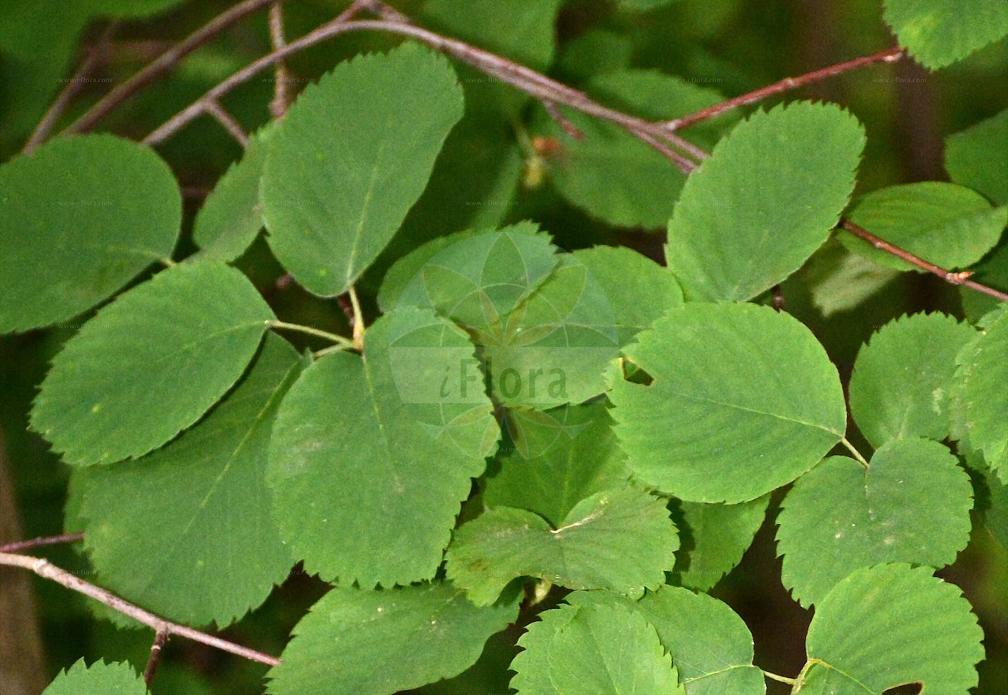 Amelanchier alnifolia