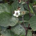 Rubus sect. Corylifolii