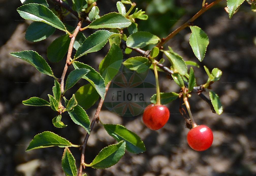 Prunus fruticosa