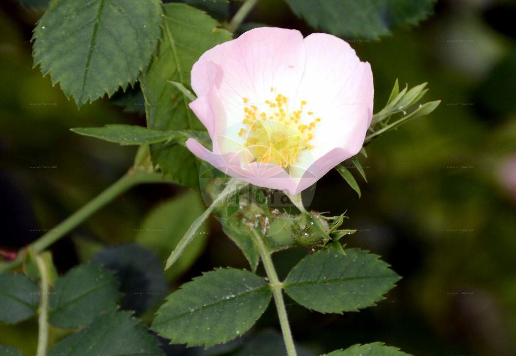 Rosa abietina