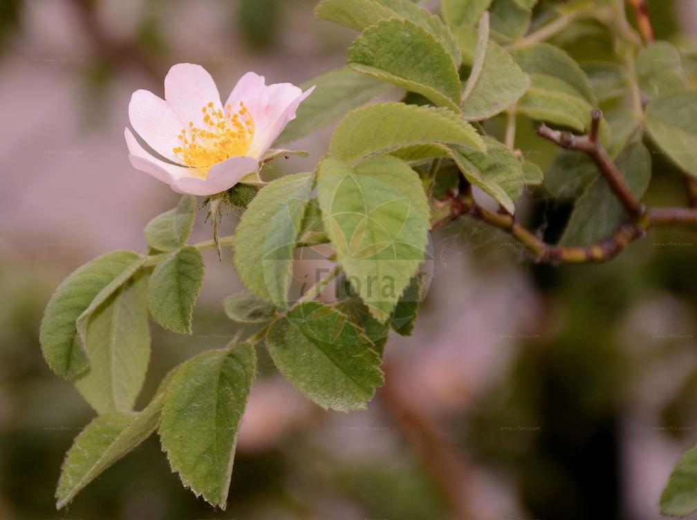 Rosa pseudoscabriuscula