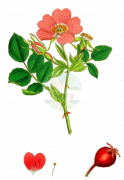 Rosa rubiginosa agg.
