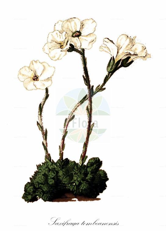 Saxifraga tombeanensis