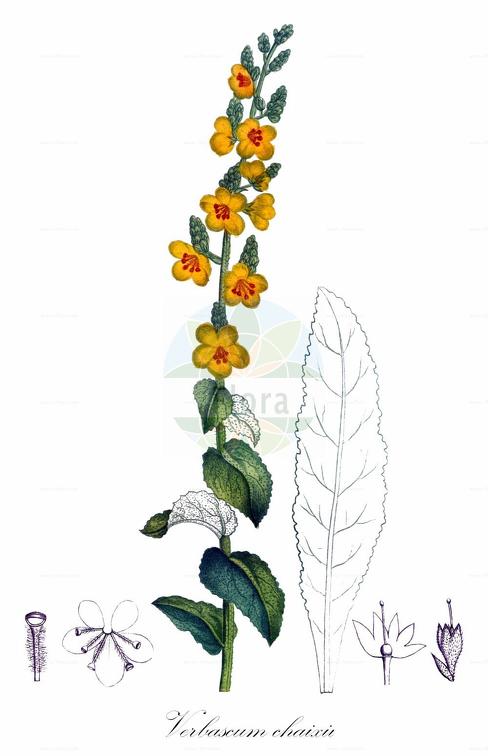 Verbascum chaixii