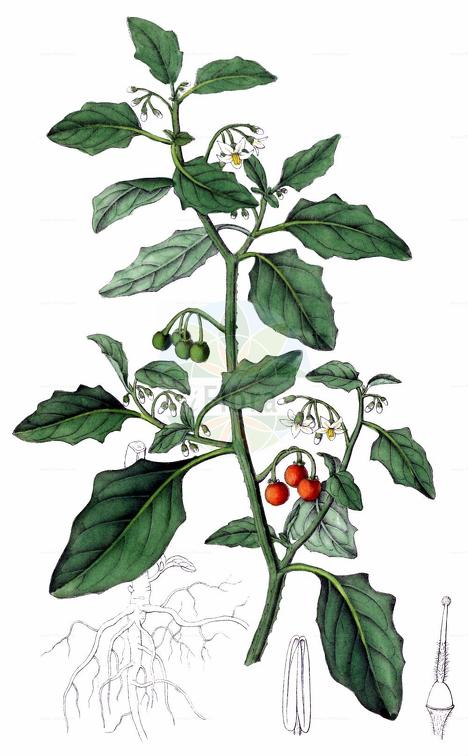 Solanum alatum