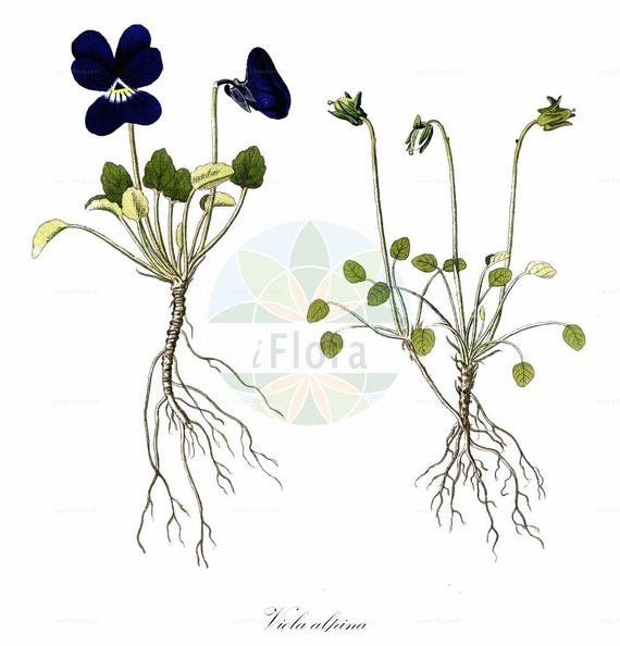 Viola alpina