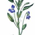 Viola canina subsp. ruppii
