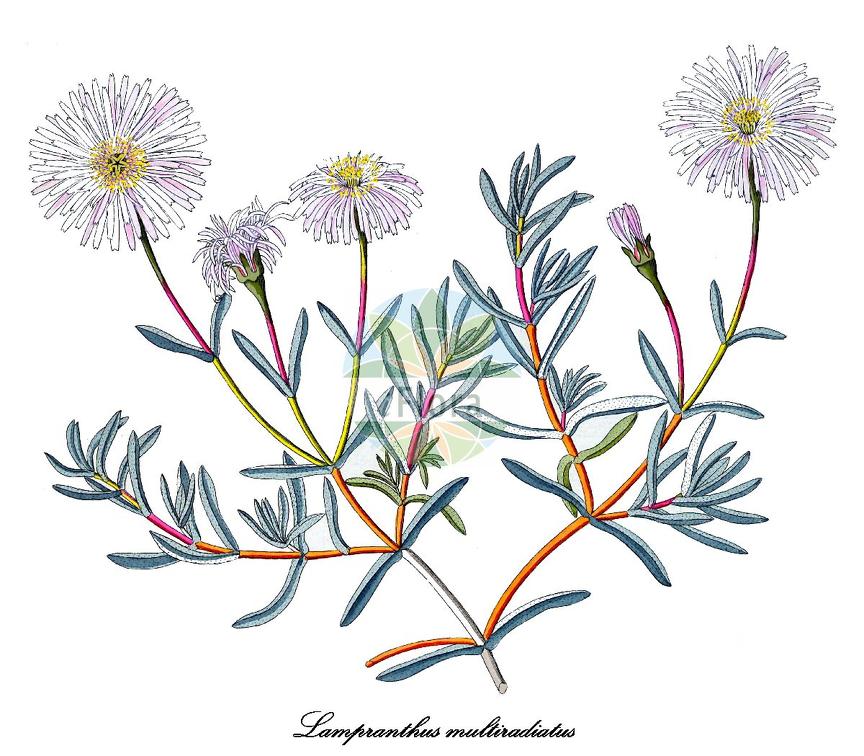 Lampranthus multiradiatus
