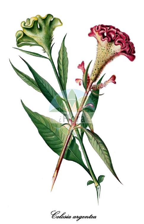 Celosia argentea