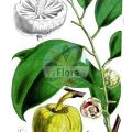 Annona glabra
