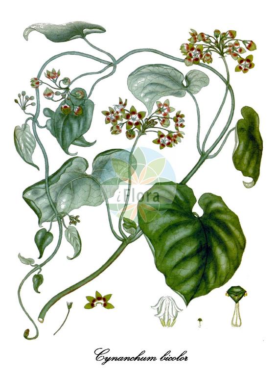 Cynanchum bicolor