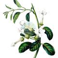 Marsdenia floribunda