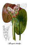 Aponogetonaceae
