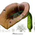 Helicodiceros muscivorus