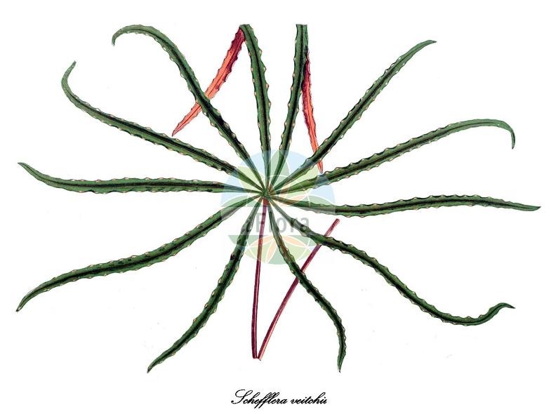 Schefflera veitchii