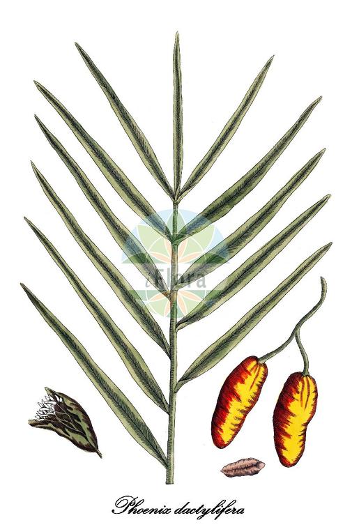 Phoenix dactylifera