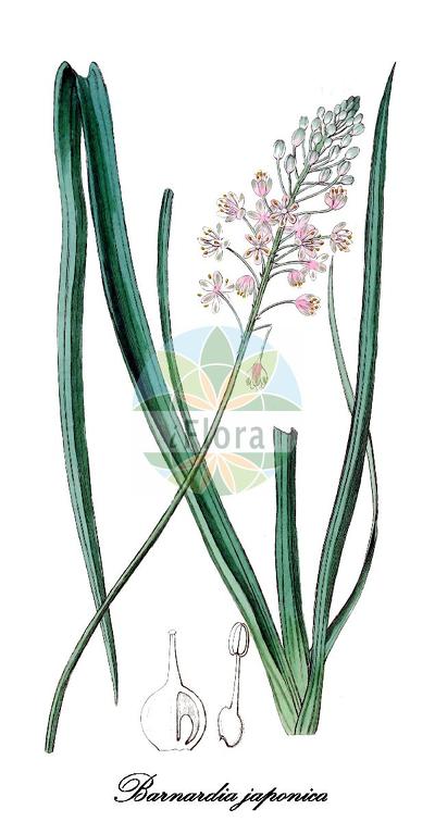 Barnardia japonica