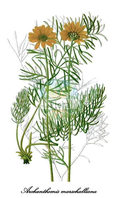 Archanthemis marschalliana