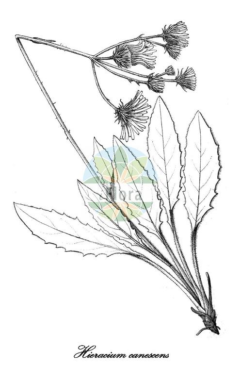 Hieracium canescens
