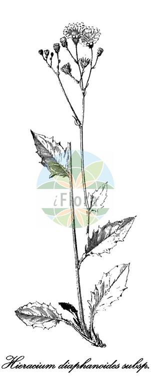 Hieracium diaphanoides subsp. diaphanoides