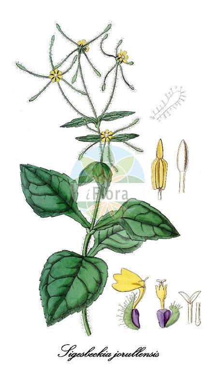 Sigesbeckia jorullensis