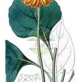 Tithonia tagetiflora