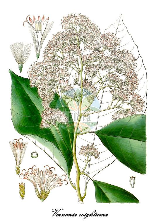 Vernonia wightiana