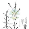 Xeranthemum cylindraceum