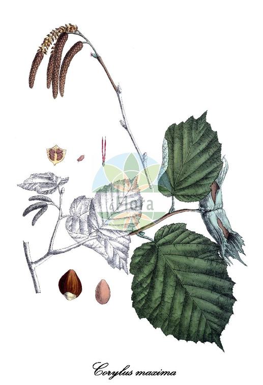 Corylus maxima