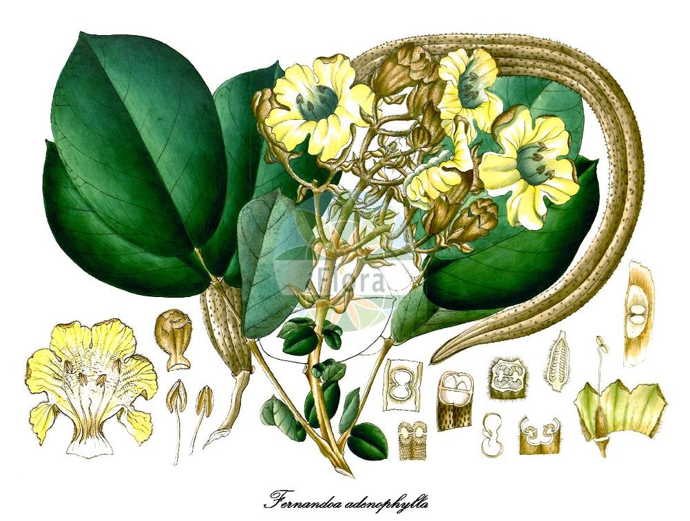 Fernandoa adenophylla