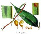 Stenochlaena palustris
