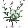 Anchusella variegata