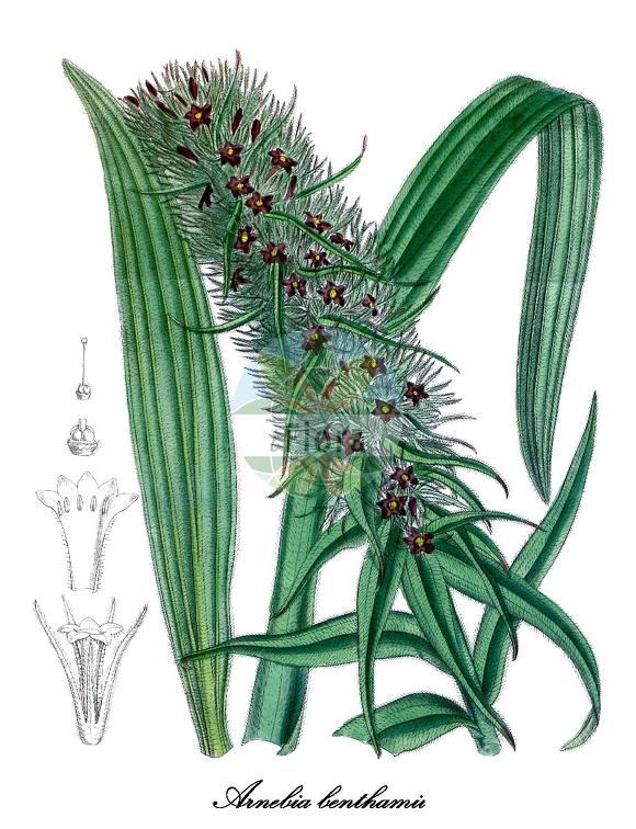 Arnebia benthamii